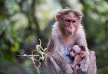 Las poblaciones de animales salvajes han declinado un 73% de media en 50 años, según un estudio