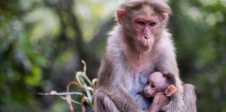 Las poblaciones de animales salvajes han declinado un 73% de media en 50 años, según un estudio