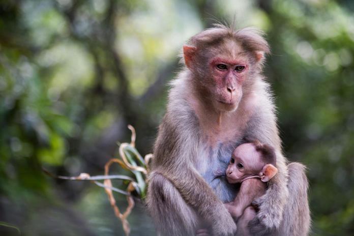 Las poblaciones de animales salvajes han declinado un 73% de media en 50 años, según un estudio