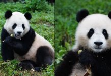 Dos osos pandas parten de China rumbo a Estados Unidos