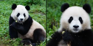 Dos osos pandas parten de China rumbo a Estados Unidos