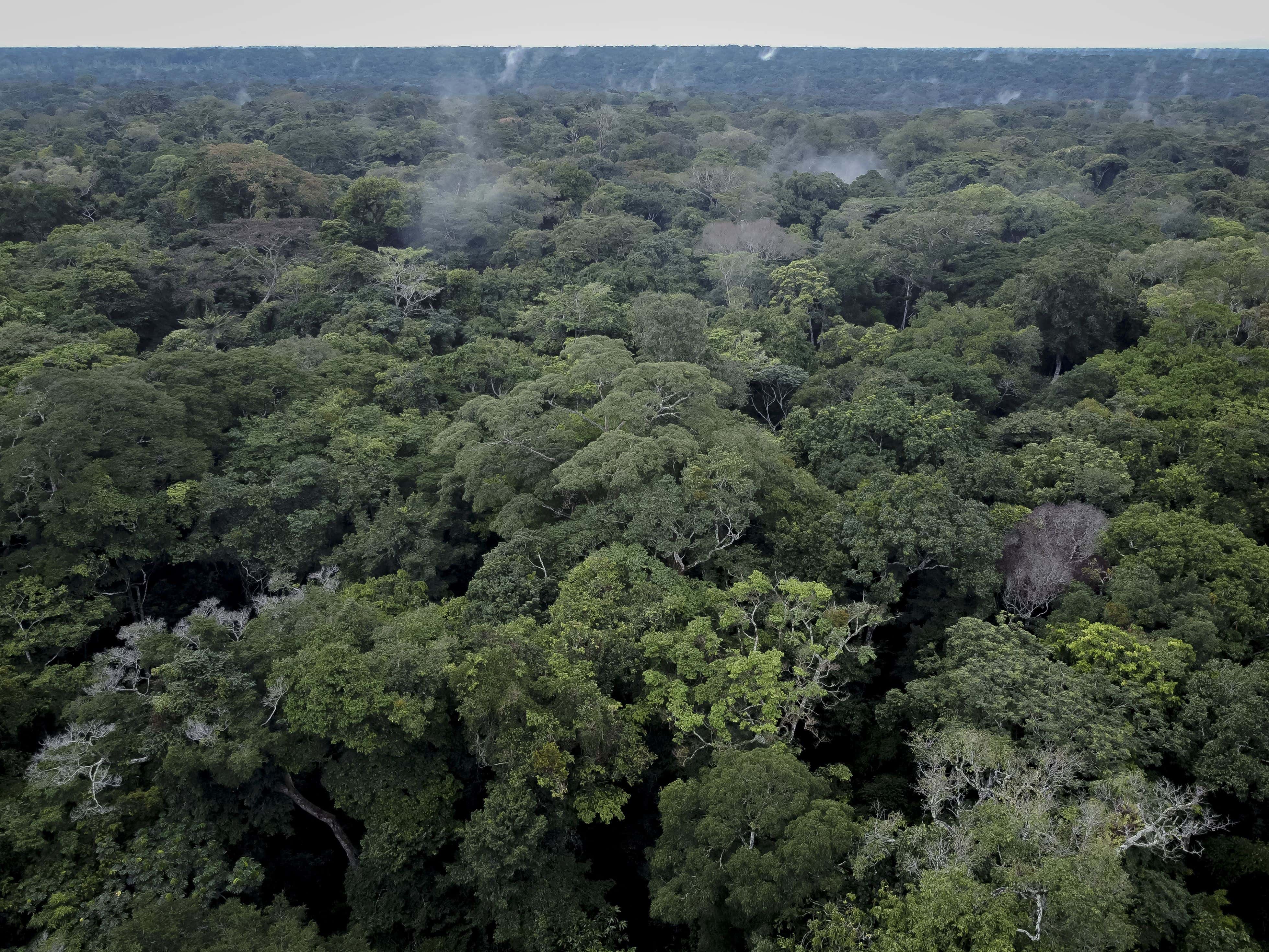 Los bosques tropicales están cambiando su temperatura