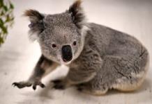 Los koalas, amenazados por las carreteras y la clamidia en Australia