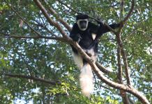 Los bosques tropicales están cambiando su temperatura