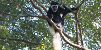 Los bosques tropicales están cambiando su temperatura