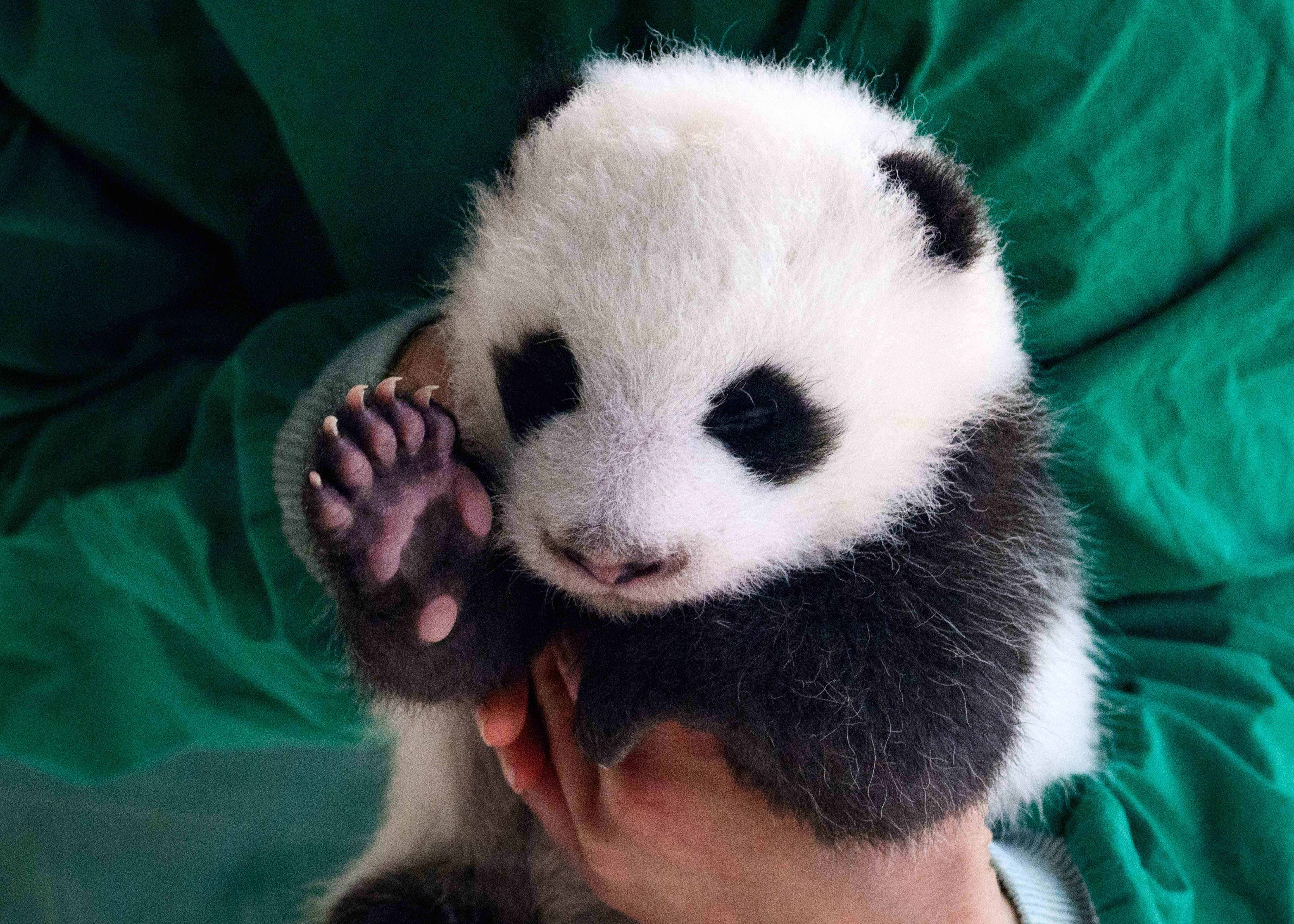 Crías de panda gemelas del zoo de Berlín debutarán en público