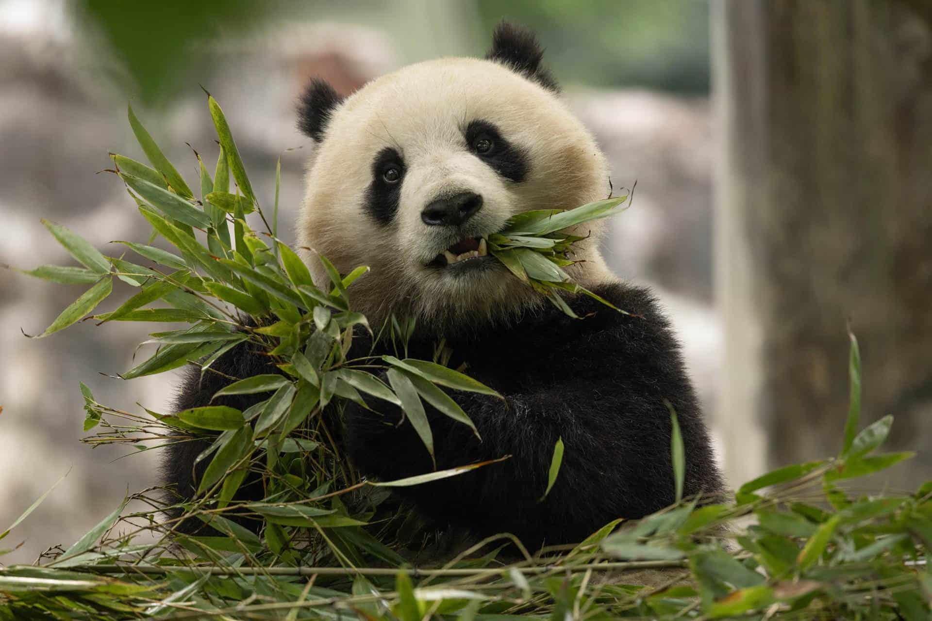 Llegan a EE.UU. dos pandas gigantes enviados por China al Zoológico Nacional de Washington