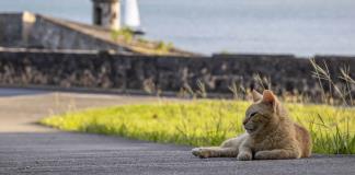 Activistas sacan las uñas contra la retirada de gatos callejeros en Puerto Rico