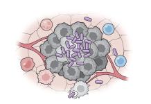 Crean una vacuna bacteriana que logra suprimir el cáncer en ratones y frena la metástasis