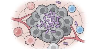 Crean una vacuna bacteriana que logra suprimir el cáncer en ratones y frena la metástasis