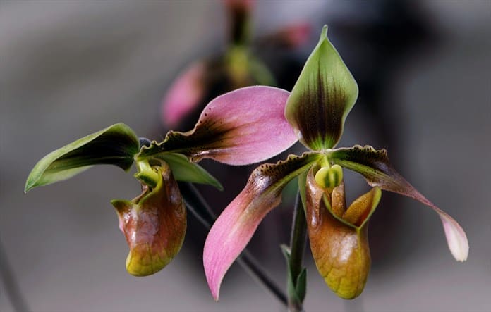 Investigadores chinos descubren nueva especie de orquídea en hábitat de pandas gigantes