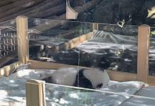 El debut de dos crías de panda gigantes conmociona a visitantes del zoológico de Berlín