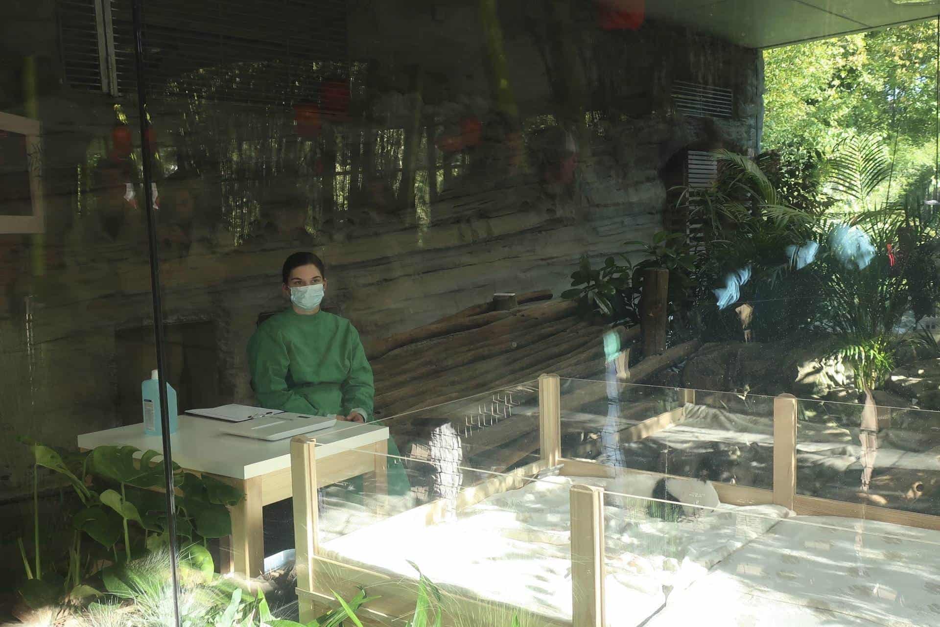 El debut de dos crías de panda gigantes conmociona a visitantes del zoológico de Berlín