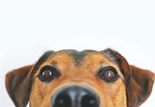Un perro tiene el mismo valor que una maleta facturada en un vuelo, estima la justicia europea Un perro tiene el mismo valor que una maleta facturada en un vuelo, estima la justicia europea