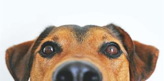 Un perro tiene el mismo valor que una maleta facturada en un vuelo, estima la justicia europea