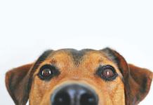 Los eurodiputados adoptan reglas por el bienestar de los perros y gatos