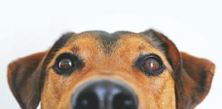 Los eurodiputados adoptan reglas por el bienestar de los perros y gatos