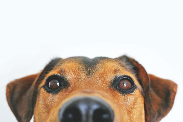 Los eurodiputados adoptan reglas por el bienestar de los perros y gatos Los eurodiputados adoptan reglas por el bienestar de los perros y gatos