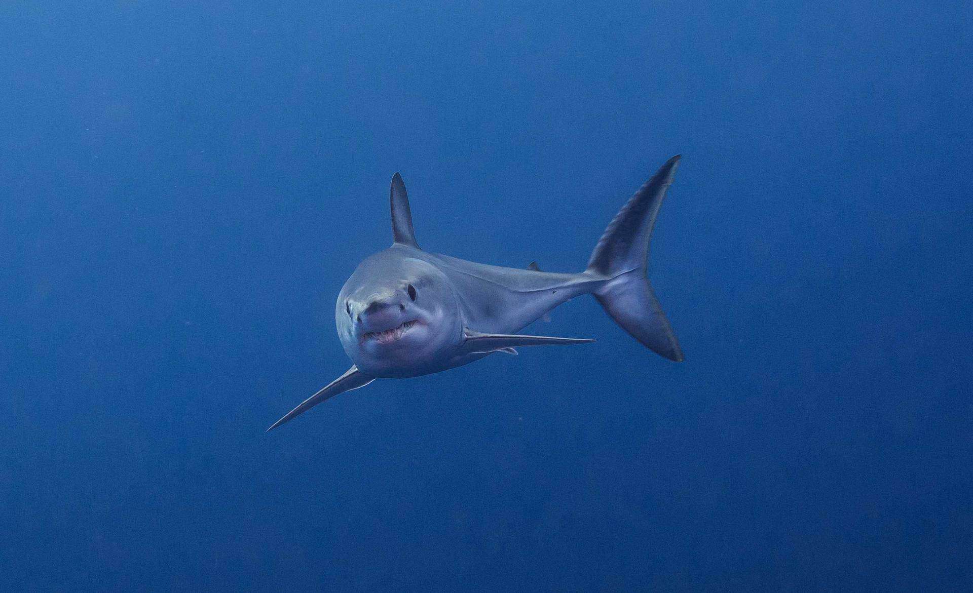 Las Azores lusas crean la mayor red de áreas marinas protegidas del Atlántico Norte