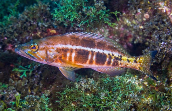 Las Azores lusas crean la mayor red de áreas marinas protegidas del Atlántico Norte