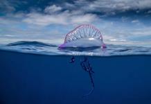 Las Azores lusas crean la mayor red de áreas marinas protegidas del Atlántico Norte