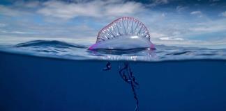 Las Azores lusas crean la mayor red de áreas marinas protegidas del Atlántico Norte