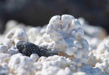 Una investigación destaca la importancia de las algas coralinas para combatir el cambio climático.