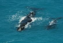 Aumenta la población de ballenas francas del Atlántico Norte, amenazada de extinción