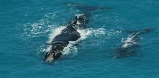 Aumenta la población de ballenas francas del Atlántico Norte, amenazada de extinción