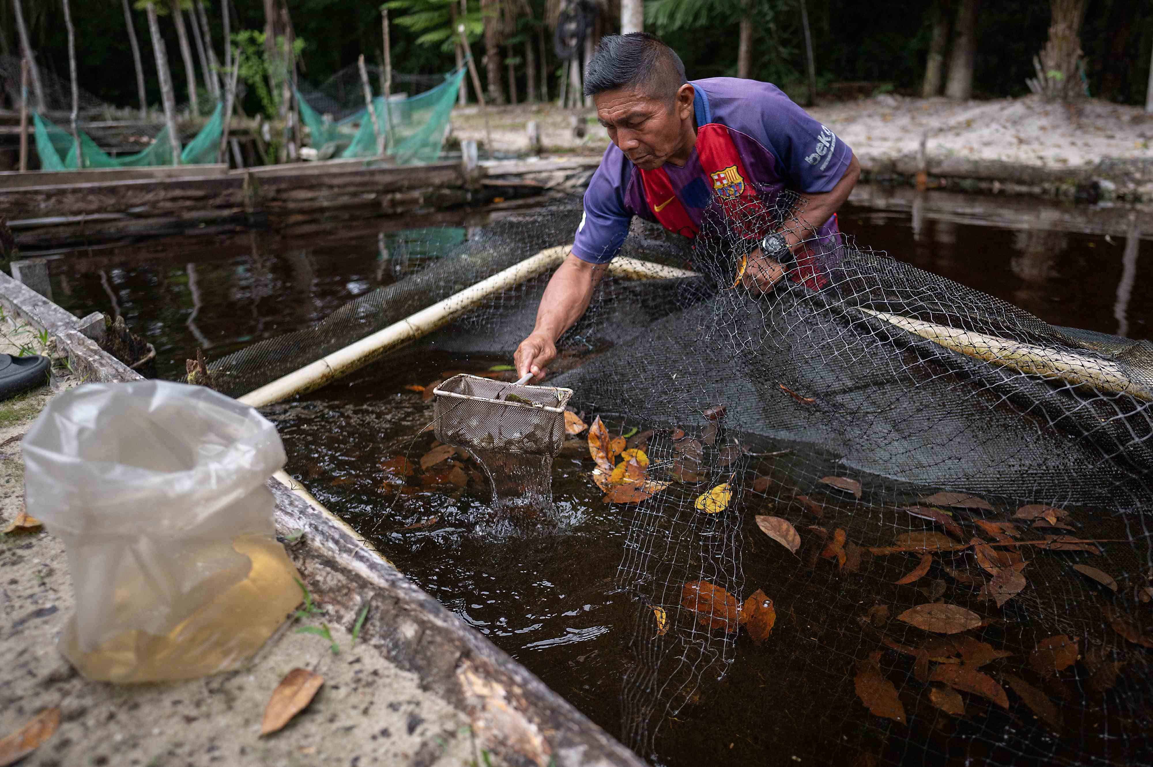 Guainía, la región colombiana que decora los acuarios del mundo