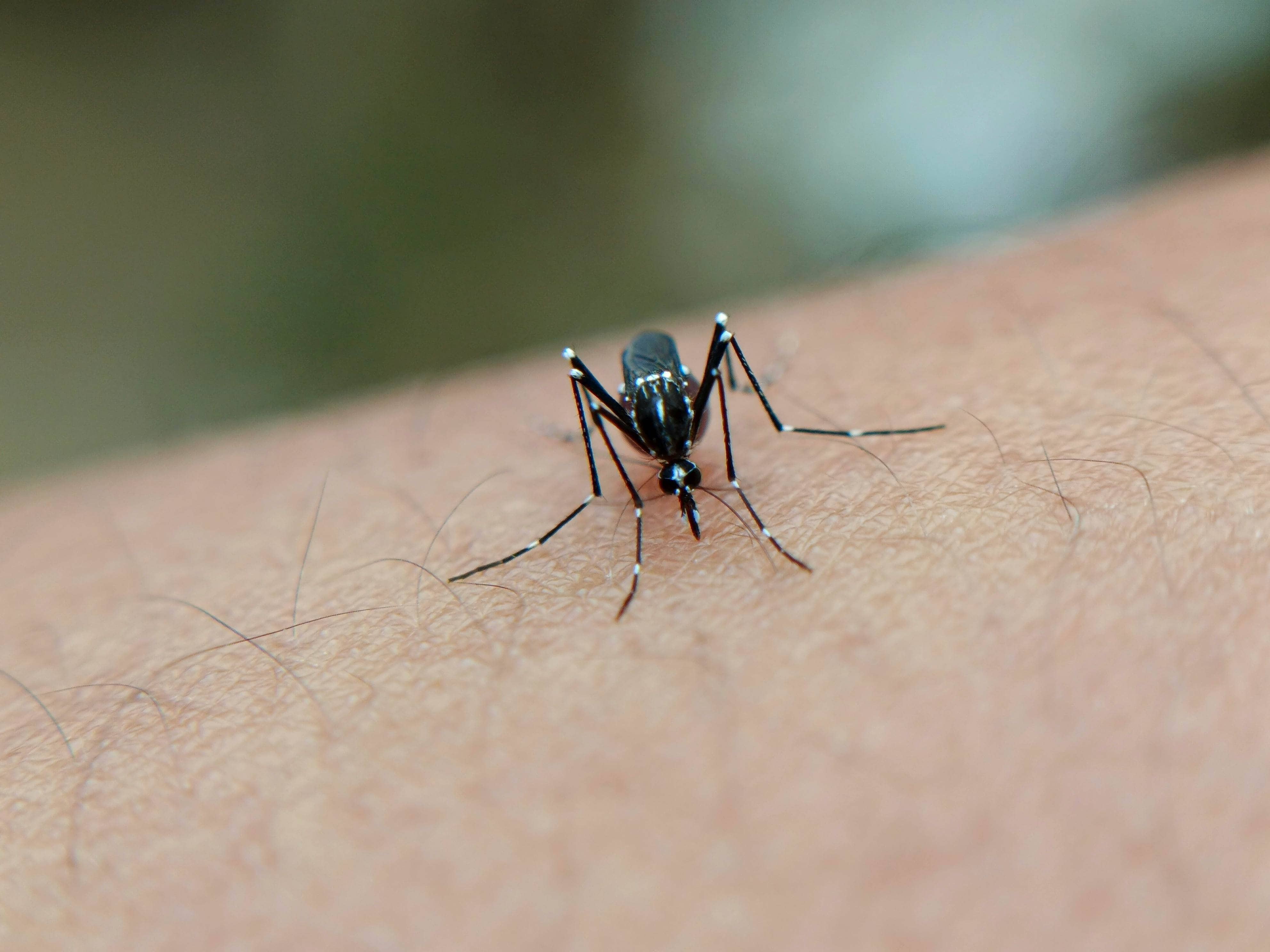 OPS alerta de aumento de dengue, Oropouche y gripe aviar en las Américas