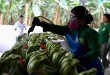 ¿Se paga en Europa un precio justo por el banano? Desde Latinoamérica exigen su valor real