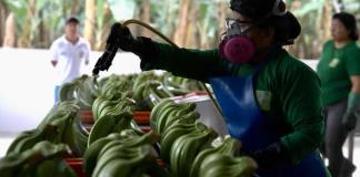 ¿Se paga en Europa un precio justo por el banano? Desde Latinoamérica exigen su valor real