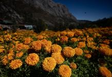 Un campo de la flor de cempasúchil adorna zona industrial en la sierra de Nuevo León