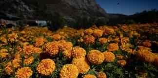 Un campo de la flor de cempasúchil adorna zona industrial en la sierra de Nuevo León