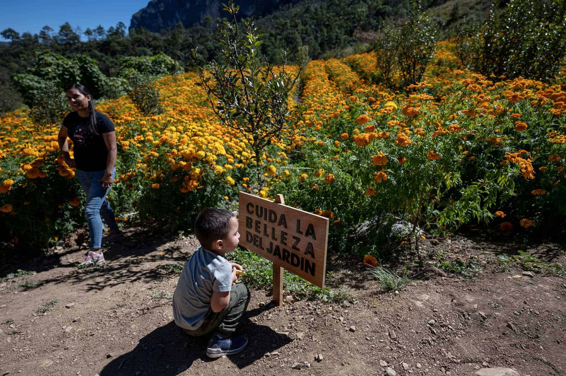 Un campo de la flor de cempasúchil adorna zona industrial en la sierra de Nuevo León