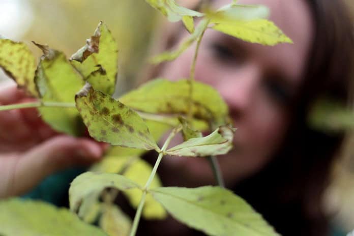 La COP16 escaló la biodiversidad al nivel de importancia de la crisis climática.