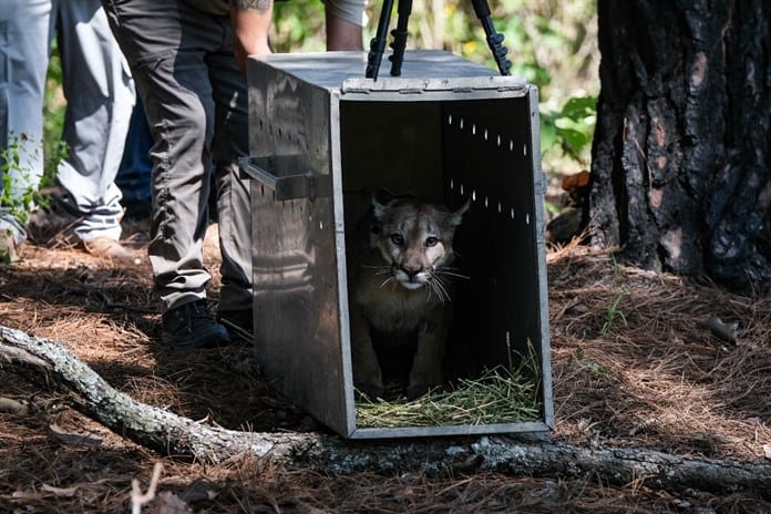 ¿Por qué liberaron en La Primavera al puma rescatado en Tonalá?