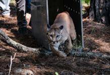 ¿Por qué liberaron en La Primavera al puma rescatado en Tonalá?