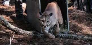 ¿Por qué liberaron en La Primavera al puma rescatado en Tonalá?