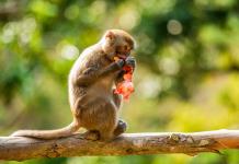 El consumo de alcohol, una práctica muy habitual entre muchos animales salvajes.