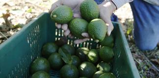 Estados Unidos abrirá sus fronteras para importar aguacate Hass desde Guatemala