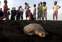 Liberan en el Pacífico de Nicaragua casi 5.000 tortugas de paslama, especie en peligro