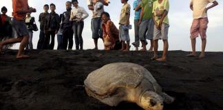 Liberan en el Pacífico de Nicaragua casi 5.000 tortugas de paslama, especie en peligro