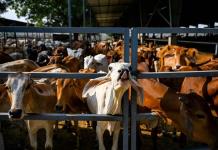 Las vacas sagradas de India al servicio de la transición energética.