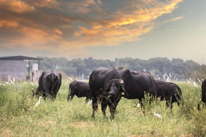 Las vacas sagradas de India al servicio de la transición energética.