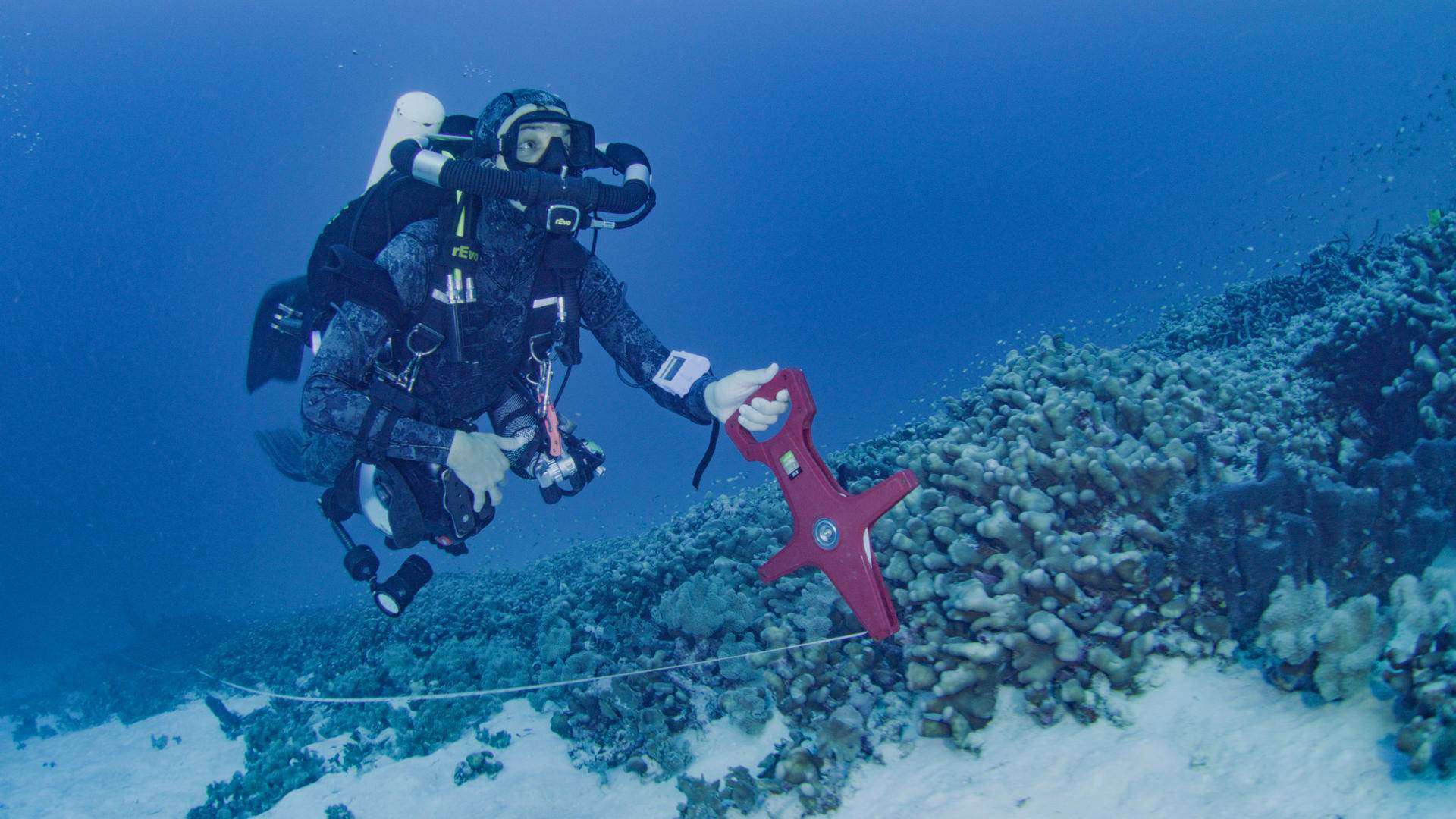 Una expedición científica descubre el coral más grande del mundo en las Islas Salomón