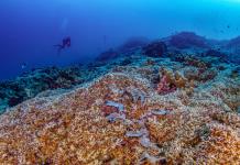 Una expedición científica descubre el coral más grande del mundo en las Islas Salomón