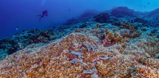 Una expedición científica descubre el coral más grande del mundo en las Islas Salomón