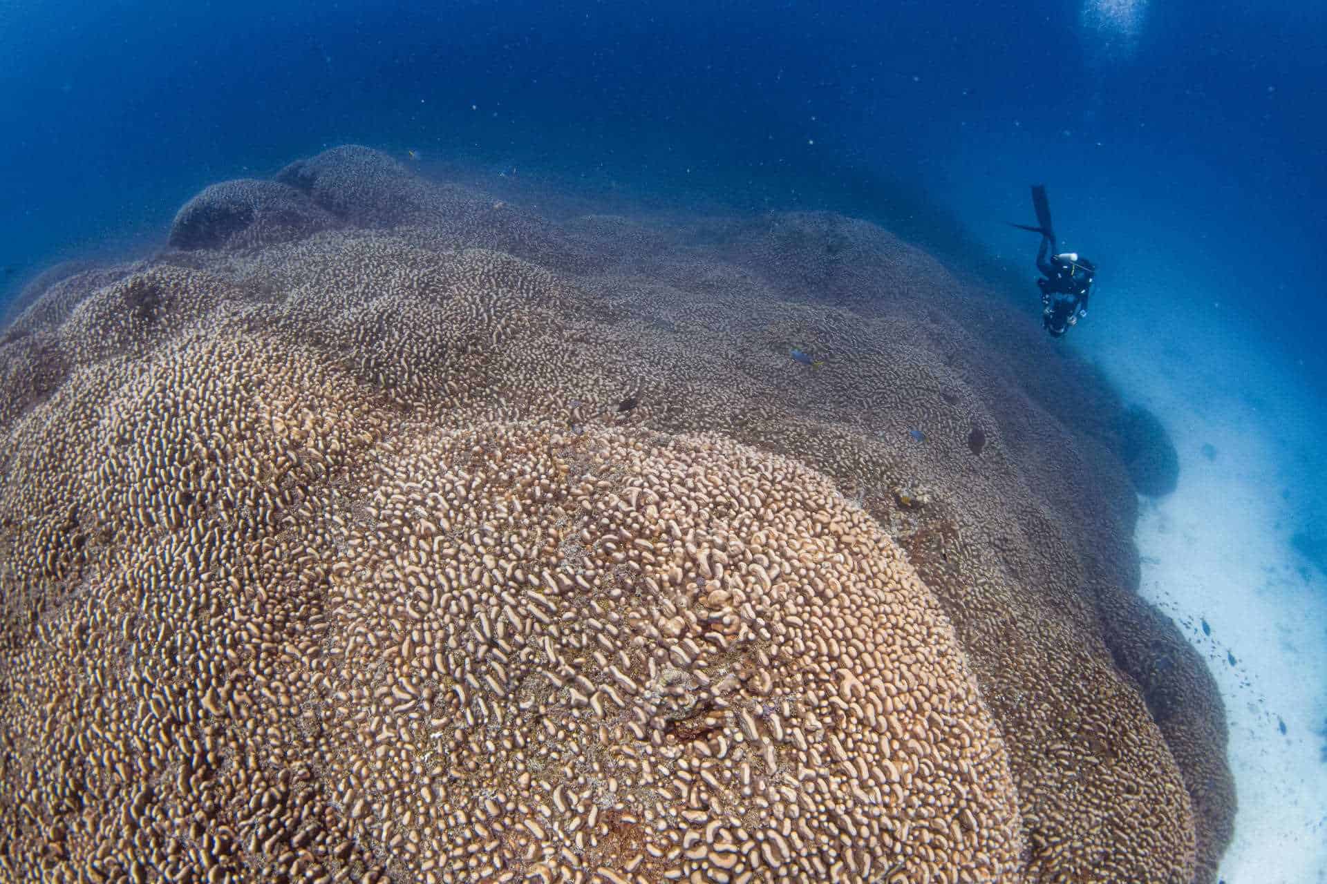 Una expedición científica descubre el coral más grande del mundo en las Islas Salomón